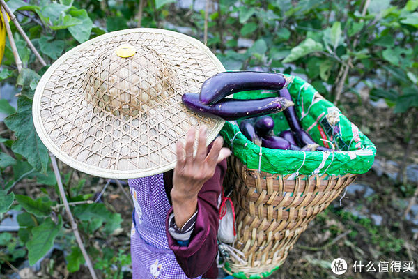 食材|立秋以后，“啃秋”有讲究，无论价格贵贱，这5种食材都要少吃
