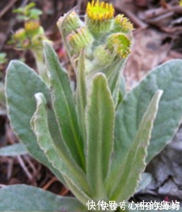 消炎利尿|农村一种野草,人称“狗舌头草”,殊不知消炎利尿有特效,请珍惜