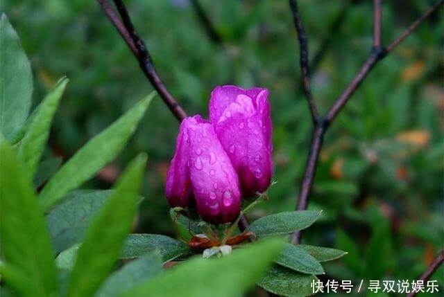 栀子花、杜鹃花“花苞”呼呼掉,都是土壤惹的祸,教你几招能恢复