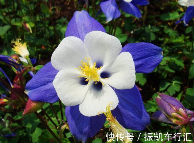 此花有着非常可爱的外表,是只要胸怀希望,努力就会成功