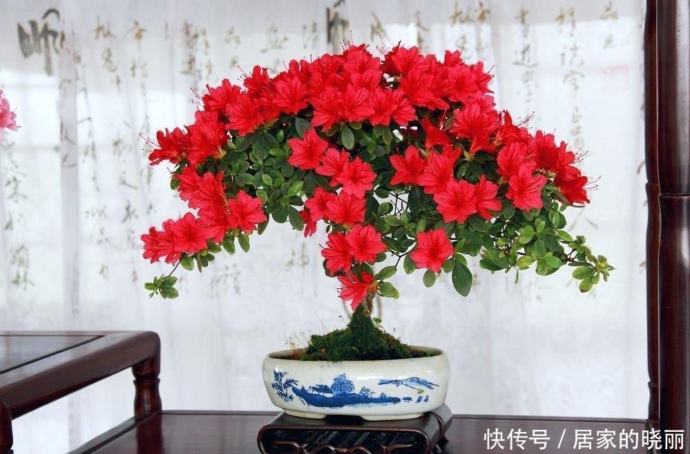 重瓣|两种漂亮耐寒的花,让阳台不单调,冬季天天赏花,花大色艳