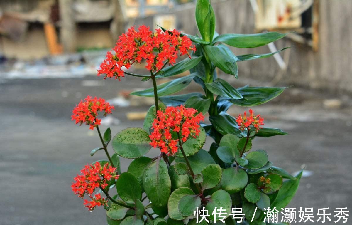 翻盆|4种花,春天“翻盆”要注意,用小盆才能多开花