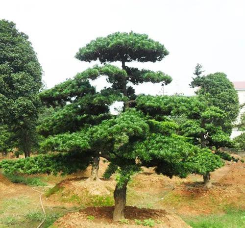 家有小院,人们为何喜欢种罗汉松,怎样栽培,怎样让罗汉松更美