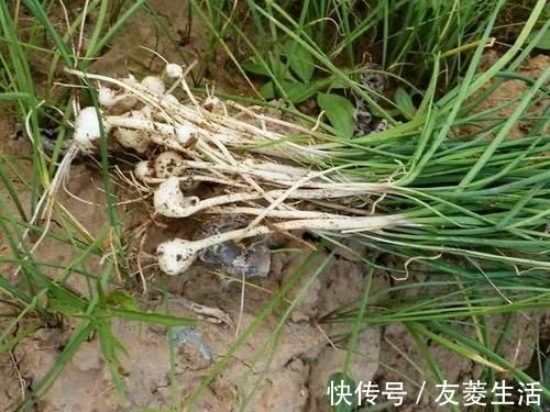 郭老|此物像葱又像蒜,通血管不输三七,却便宜太多!农村遍地都是!