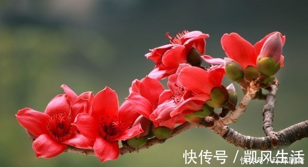 象征文|此花是英雄的花,也是珍惜来之不易的感情,是美好的象征