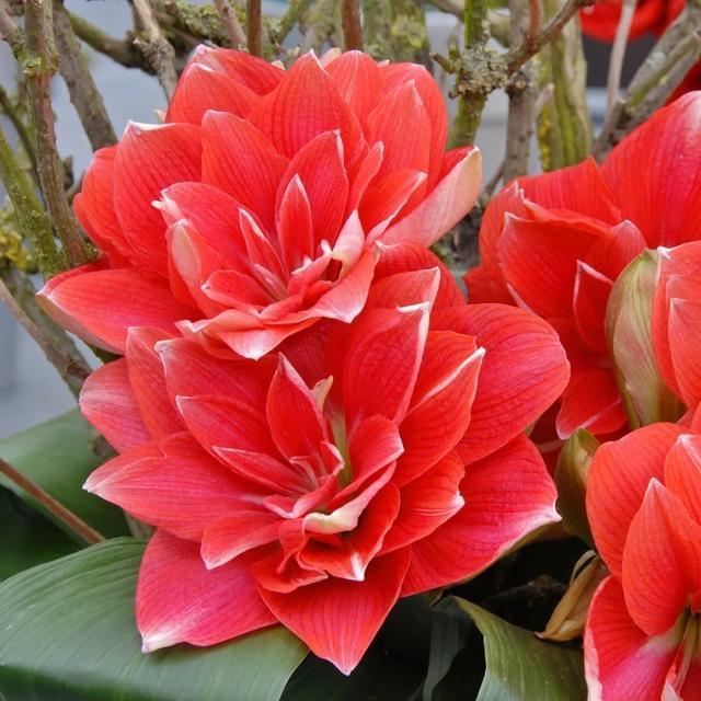 朱顶红美起来，就没其他花什么事儿，27个品种一个赛一个的美