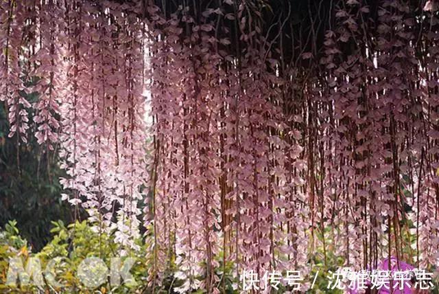 狐尾兰|4种“兰花”好养还爱开花，一开就是“花瀑布”，惊艳！