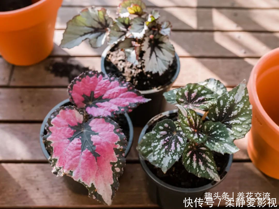 秋海棠盆栽养护问题解答，病虫害防护，不开花和新芽脱落解决方案