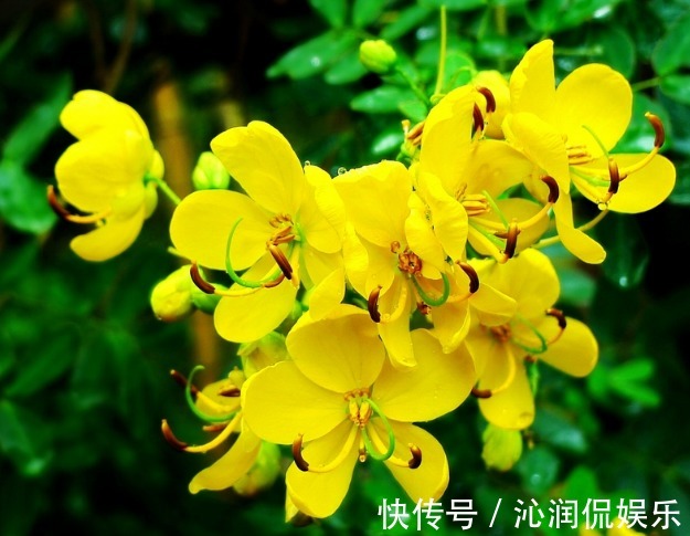 推荐几朵香香花,夏天开花不断,放在室内,香香一整夏,花开艳丽