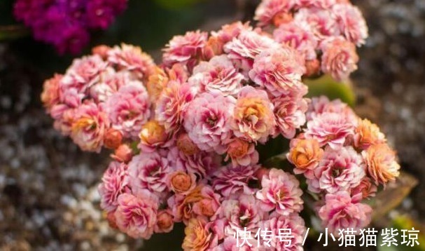 老花匠养“长寿花”,轻轻松松变“老桩”,花友给1000不卖