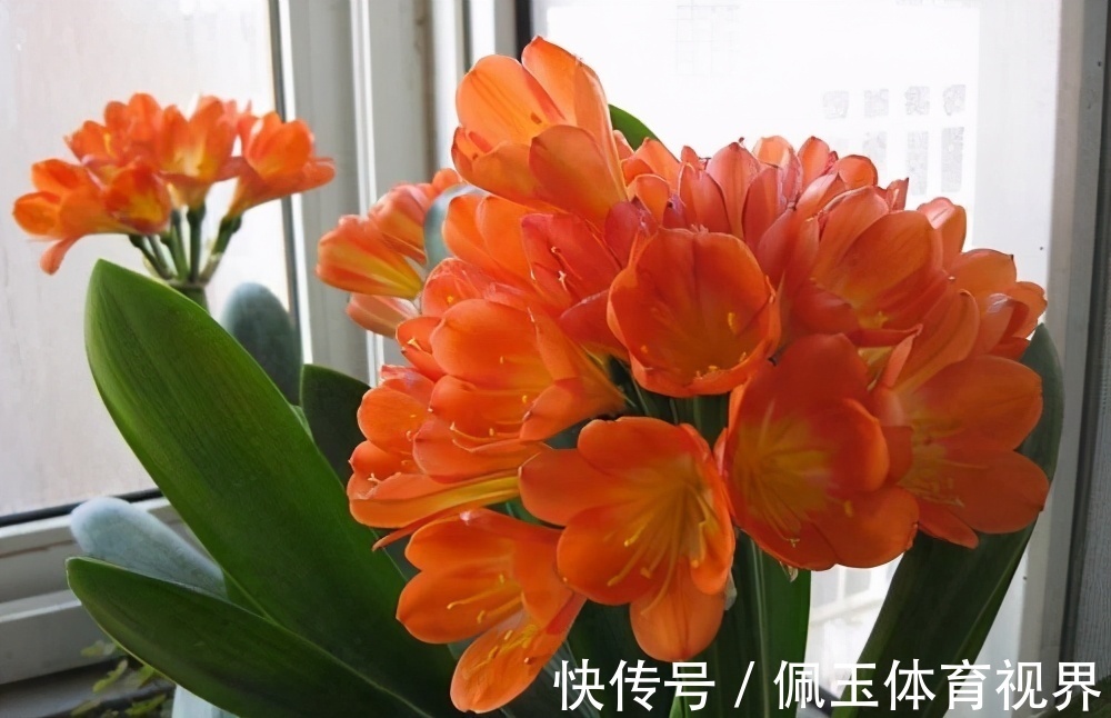 透气性|想要君子兰一花多箭,现在就得做好养护,背熟5句话,用上就管事