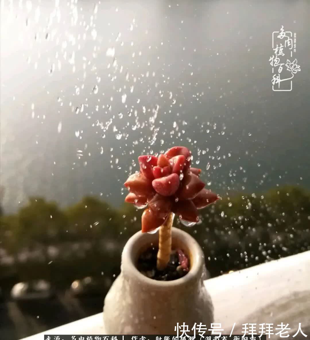 养多肉，我们到底养的是什么？