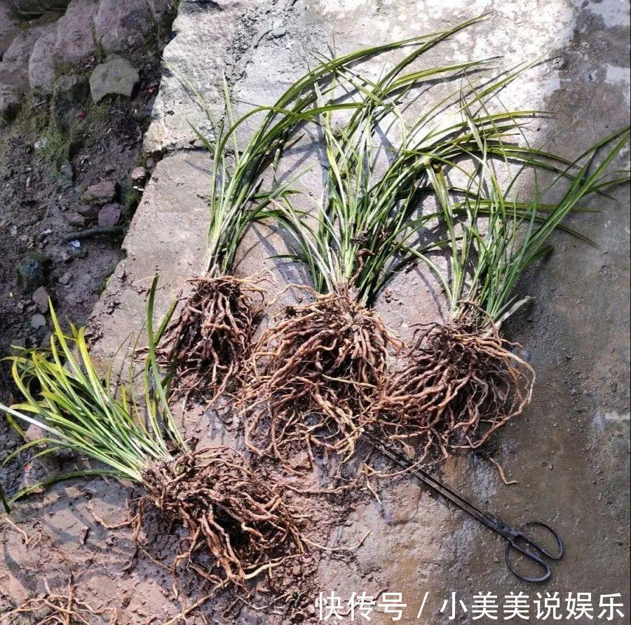 给这花换盆，土里扒出30个崽，根本不用扦插！