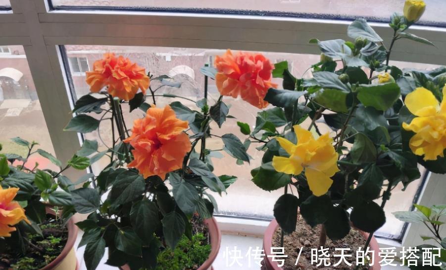 夏季|进入8月，受高温影响，养花种草不注意这几点照样问题频出