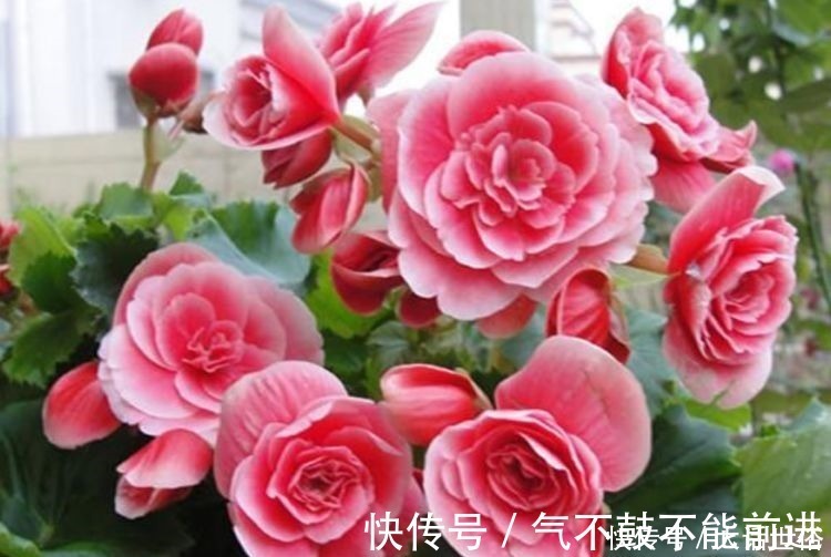 沙漠玫瑰沙漠玫瑰|4种花漂亮又好养,比牡丹好看,放阳台,开爆一整年!