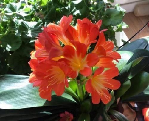 想让君子兰|养护君子兰,2个肥料轮流用,一种长厚叶,一种开大花