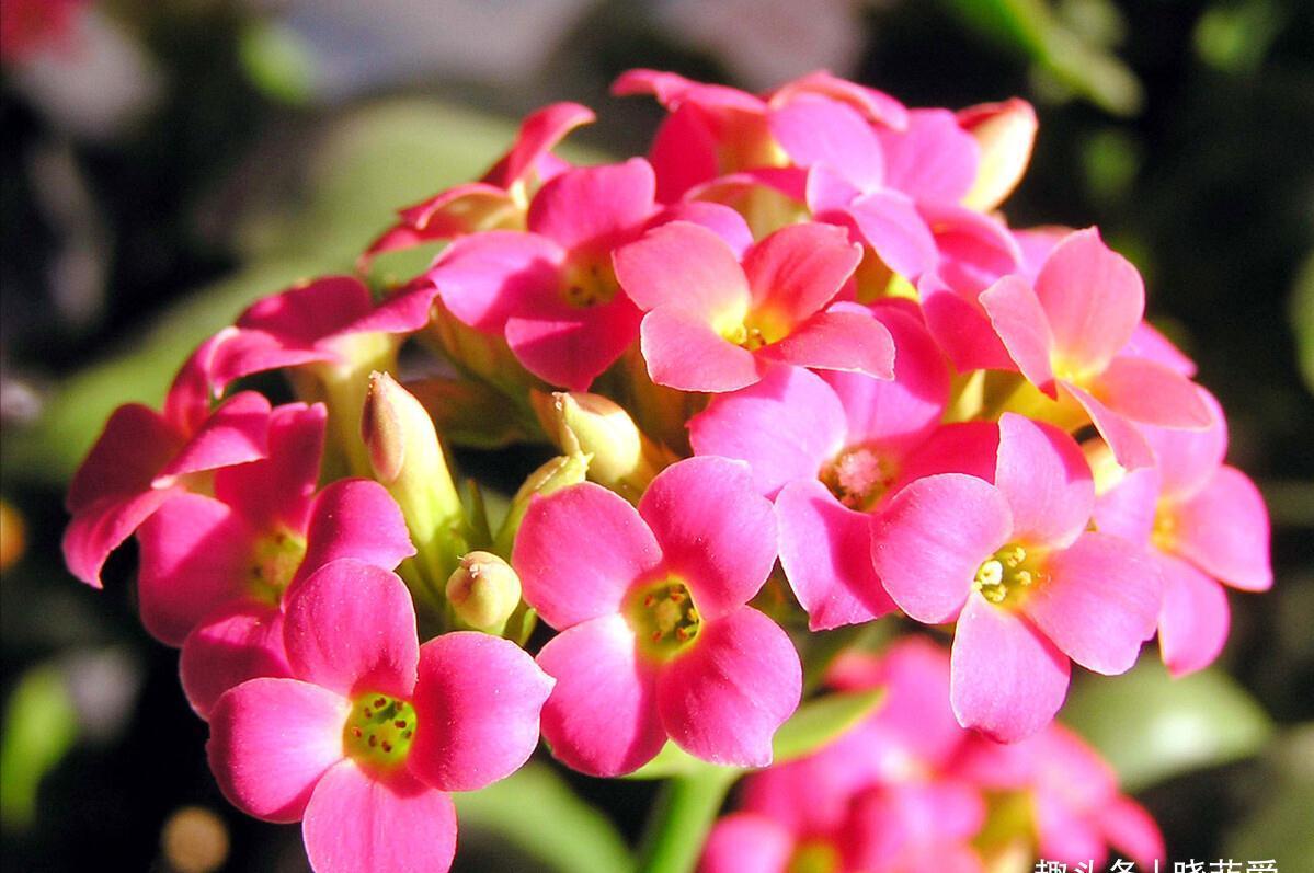 养不活花的人,建议养这“5种花”,好养好看又实用