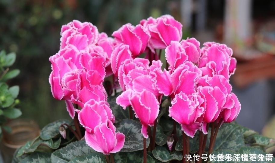 仙客来|4种花到了夏天要“旱养”,一两个月浇一次最好,浇水多点就烂根