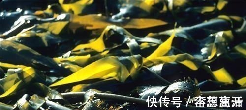 结合物|海带不能和什么一起吃 海带与它同吃会致命!