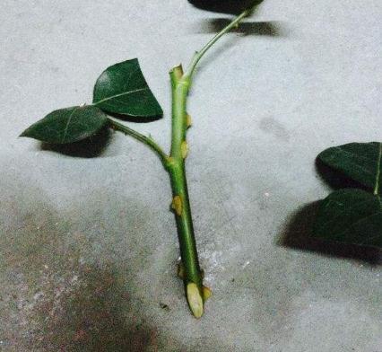 月季“切根枝”，再抹点“白砂糖”，一沾土就生根，盆盆爆满花