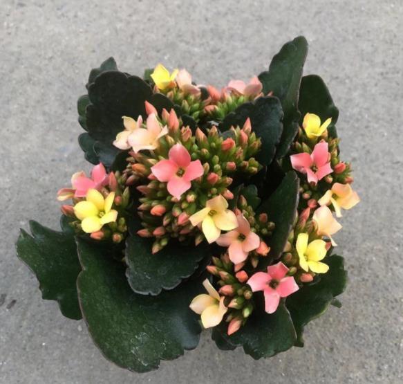 此花专为封闭阳台而生，花色艳丽惹人爱，多季节有花赏，值得拥有