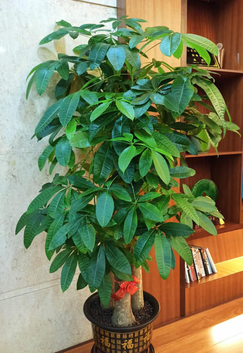 养花想偷懒就选5种“懒人花”，长时间不管也不会挂掉