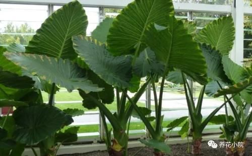 8种漂亮花，别在屋里养，都是有毒的植物