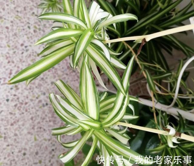 3种“小废渣”,出门捡“1袋”,每隔2个月给花卉用1点,爆盆快!