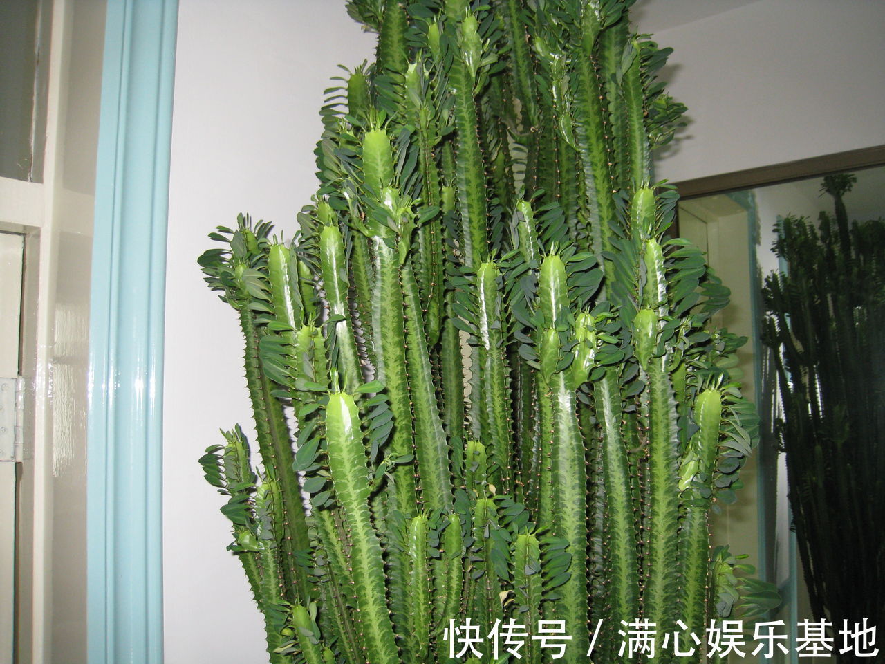 寓意|5种“丑花”，寓意却大，富贵又威武，再丑也要养一盆