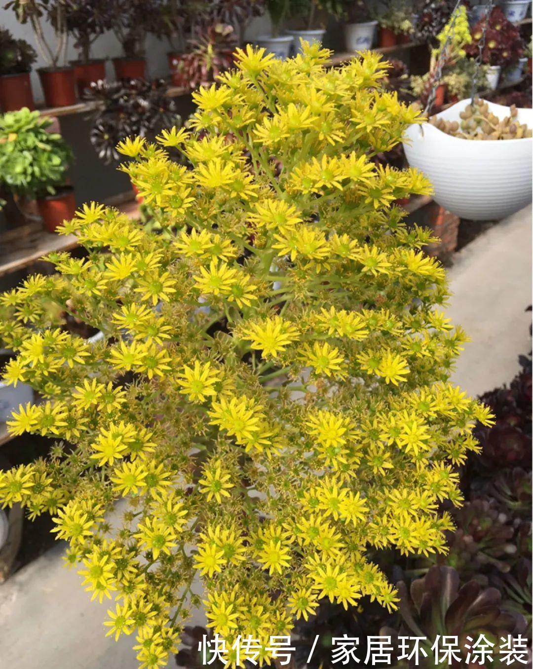 多肉开花会死?别担心,开完砍一刀,活得好好的