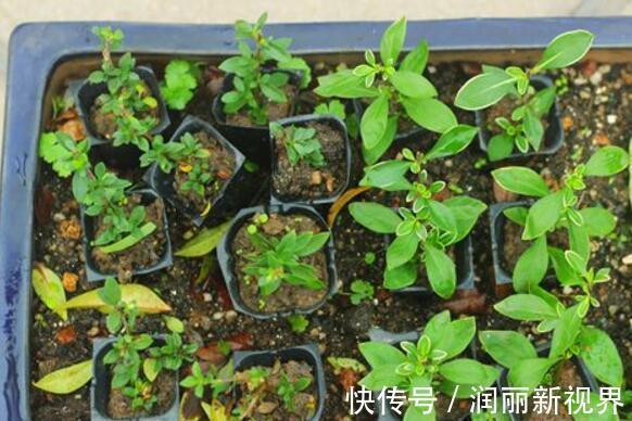 扦插|喜欢盆景就养它,1个枝能扦插,6月开花多又美,美过金枝玉叶