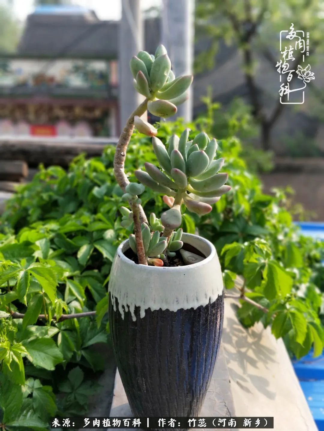 养多肉三周年有感养这么多多肉到底有啥用!