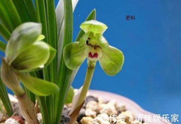 养分|兰花生性娇贵不易种植,这里分享几个兰花用肥技巧,帮您种好兰花