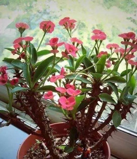 浇水|以下10种全年都能开花的室内盆栽,超好养护又容易爆盆!