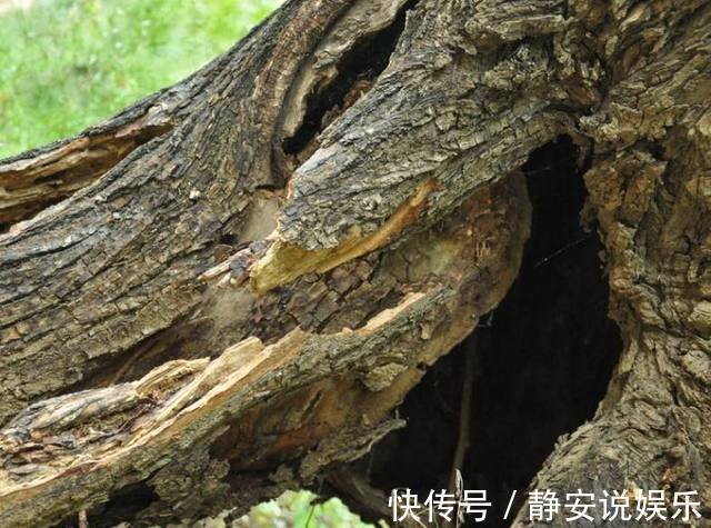 结果|老公不听劝非要把树枝当花盆，邻居都看不起，结果却傻眼了！