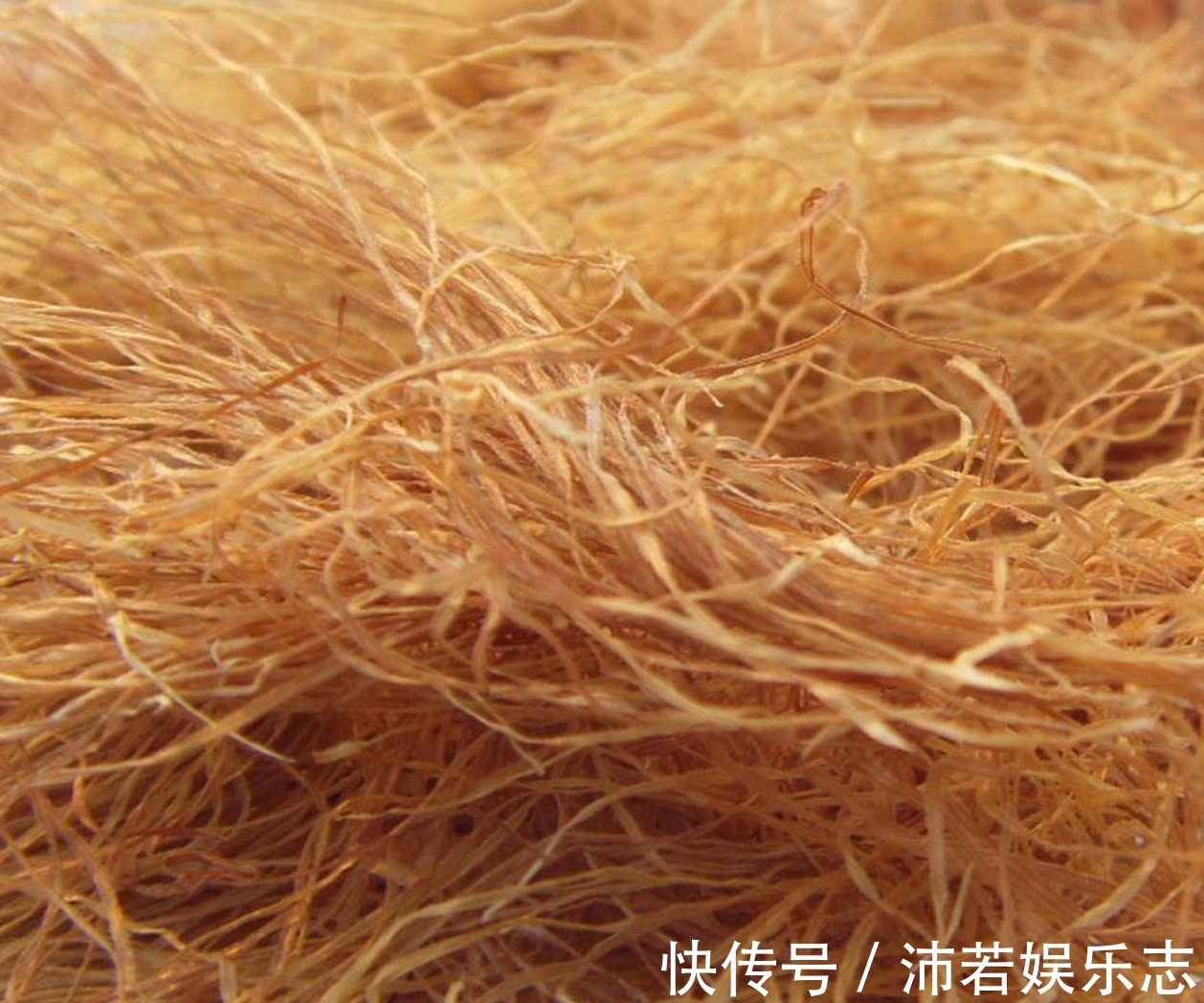 胆囊炎|俗话说一把玉米须等于二两金,中医玉米须泡水,好处真不少