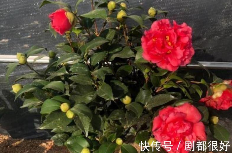 忘了月季吧，此花更好看，皮实又耐寒，香味清新惹人爱