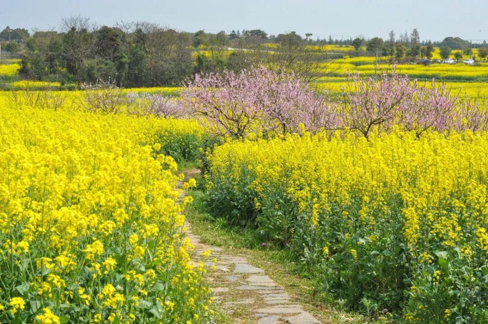 中国最美的油菜花美景地全在这里了，我去过3个，你呢？