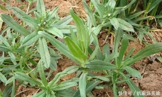 农村这些野菜,你吃的对么