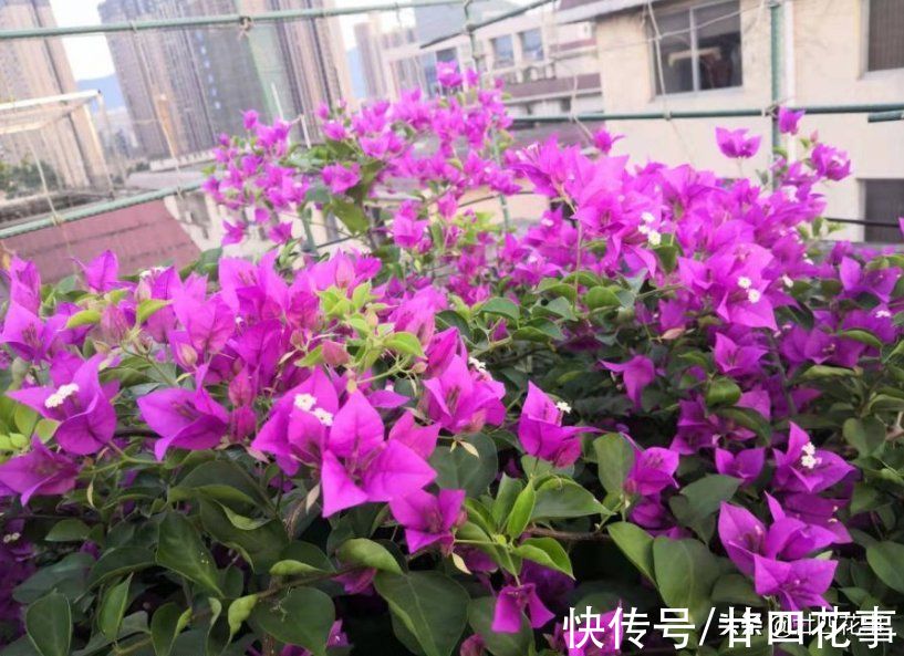 浇水|学会3个小技巧，不用控水，三角梅依然爆花，一茬接一茬