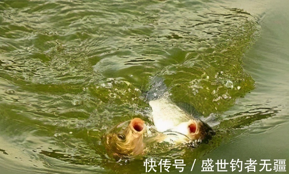 盛世|要想钓的好,散炮不能少,配散炮很简单只需3种饵料——盛世三渔