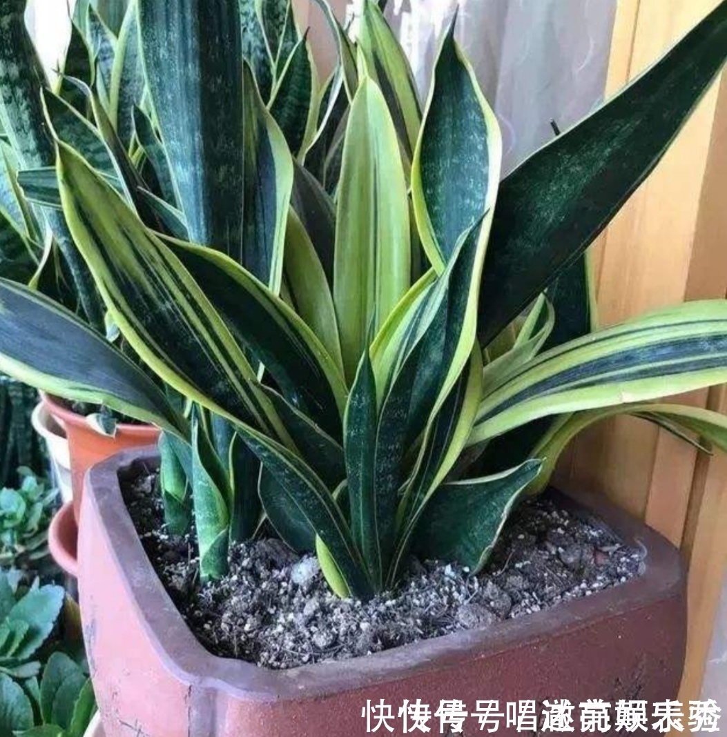 8种“吸毒花”,家里养一盆,废气吸光光,净化空气一级棒