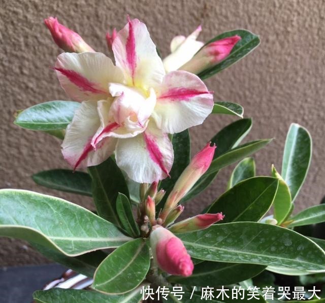 买花一时爽,养花火葬场,不能盲目入坑!买花一时爽,养花火葬场,不能盲目入坑!