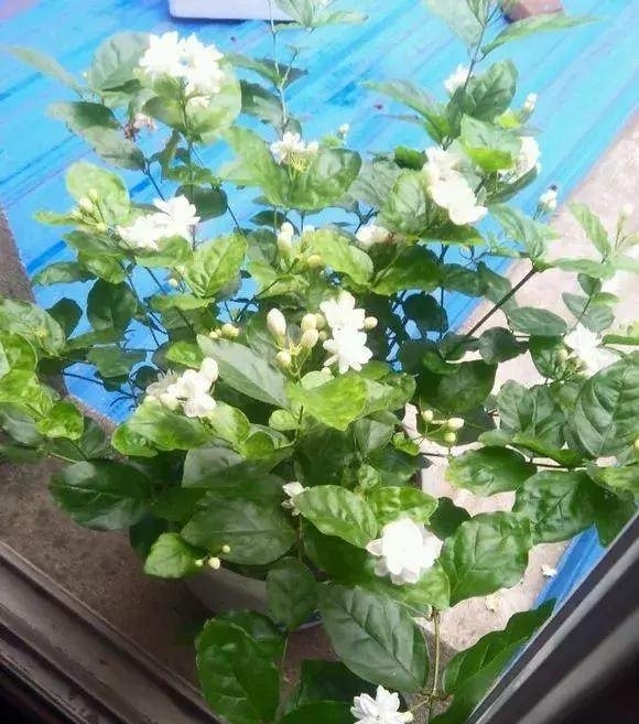 全日照|这5种花爱晒太阳,越晒花越多,很快就能爆盆!