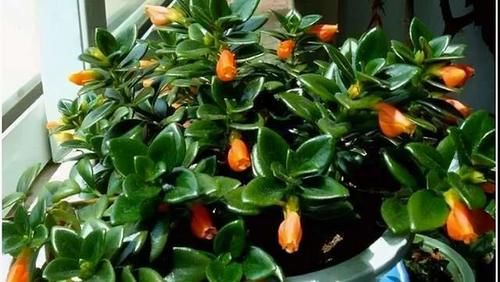 3种喜阴花,摆在北阳台,少晒太阳,少管它,阳台上开满了花