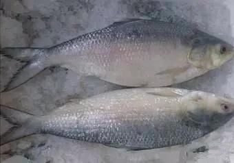 海鲜|渔民整理的海鲜大全,以后再也不怕不认识海鲜了