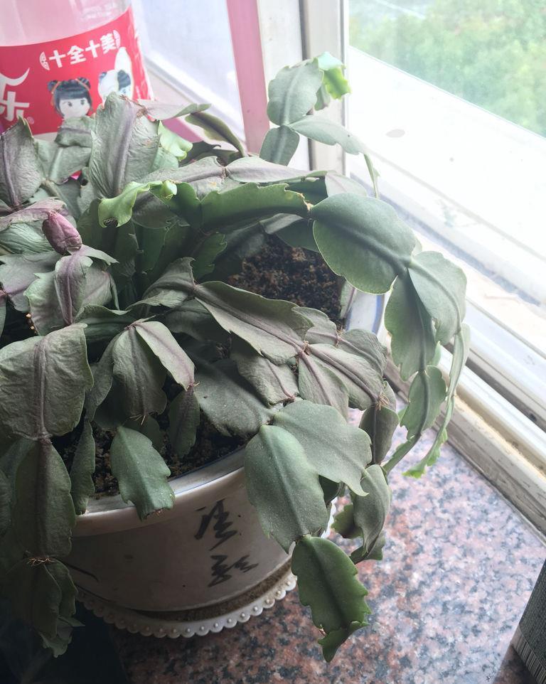 蟹爪兰|蟹爪兰在夏天,3个“禁忌”要牢记,不然叶片干瘪,度夏很难