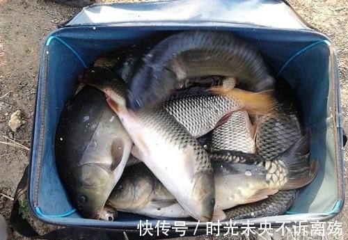 鱼儿|垂钓鲤鱼技巧之怎样钓鲤鱼分析