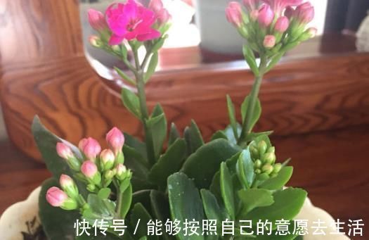 花蕾|长寿花“开花少”，一粒“小药片”丢下去，1盆长出60个花苞