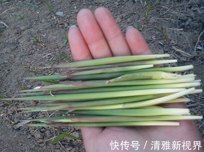 炒菜|饭桌上不常见的野菜，吃过的人是少数，农村人才认识！